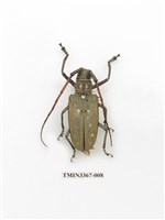 藏品(大衛大天牛)的圖片